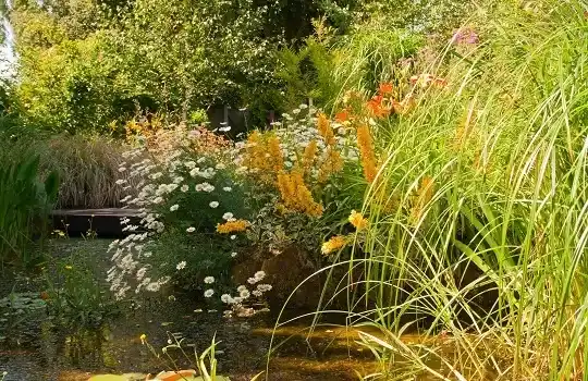 uima-altaiden suunnittelu – Luonnonpuutarhat